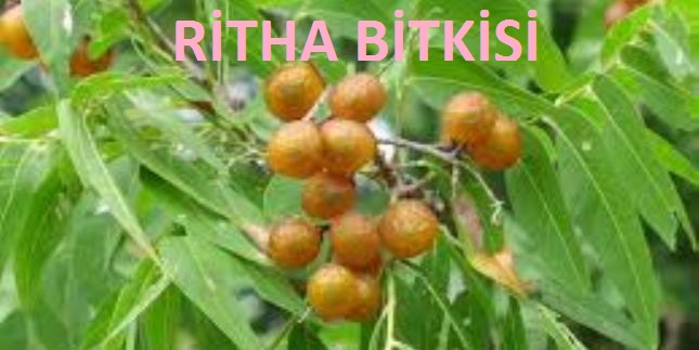 ersağ ritha bitkisi